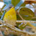 Tropical Parula